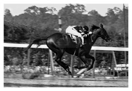 War Admiral Champion Racehorse On Track Belmont Stakes 4X6 B&amp;W Photo - £6.29 GBP