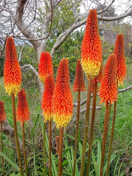 Red Hot Poker 100 Seeds Orange And Yellow Flowers Kniphophia Torch Lily ... - $6.38
