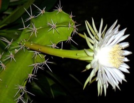 USA Store 15 Seeds Store Harrisia Guelichii Night Blooming Cereus Cacti Snake Ca - £12.07 GBP