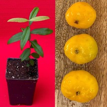 Uvaia Eugenia Pyriformis Yellow Orange Uvalha Fruit Tropical Tree Plant RARE - £23.36 GBP