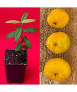 Uvaia Eugenia Pyriformis Yellow Orange Uvalha Fruit Tropical Tree Plant ... - £23.45 GBP