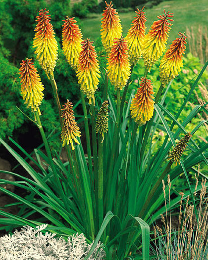 Red Hot Poker Seeds Uvaria Perennial Wildflowers Very Eyecatching Plant ... - $6.75