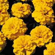 Marigold Janie Series Bright Yellow 100 Pure Seeds Flower - £6.23 GBP