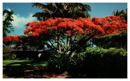 The Flame Trees brilliant blossoms of the Royal Poinciana Hawaii Postcard - £4.05 GBP