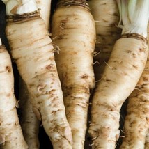 Mammoth Sandwich Island Salsify Seeds White Oyster Plant Fall Root Veget... - £5.98 GBP