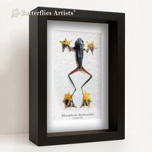 Real Flying Frog Rhacophorus Reinwardtii Taxidermy Framed Shadowbox Display - $58.99