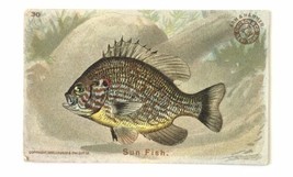 c1900 Antique card FISH SERIES - Sun Fish  #30 - ARM &amp; HAMMER Church &amp; C... - $20.00