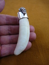 (G963-10) Extra LARGE 3-3/4&quot; GATOR Alligator Tooth SILVER CAP gators Pen... - $414.99
