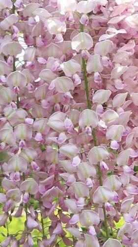 Fresh Wisteria Floribunda Japanese Wisteria 15 Seeds Garden - £8.20 GBP