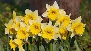 200 Seeds Gorgeous Freesia Yellowish White Flowers Hardy Plants Item image 4