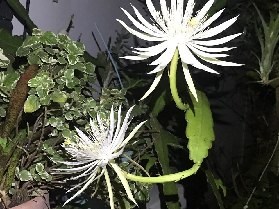 bundle of  8 cuts  Epiphyllum White Flower Orchid Cactus Succulents - $20.69