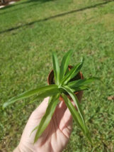 Solid Green Spider Plant In 2&quot; Pot - Easy Growth Air Purifying Plant - £3.95 GBP