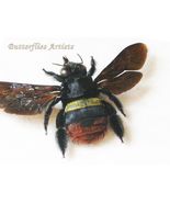 Red-tailed Cuckoo Bombus Rupestris Real Bumblebee Framed Entomology Shad... - €64,92 EUR Red-tailed Cuckoo Bombus Rupestris Real Bumblebee Framed Entomology Shad... - €64,92 EUR