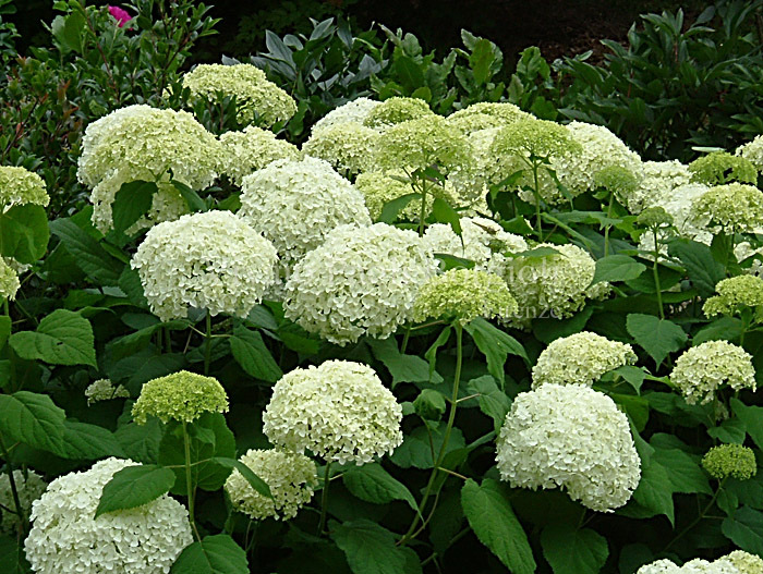 10 Organic Green Annabelle Seeds Hydrangea Big Leaf