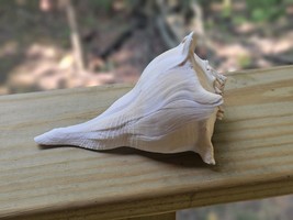 Florida Lightning Whelk (Left Handed) Beach Nautical Seashell 6-7&quot; - $244.02 MXN