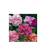 50 Double Picotee Mix Carnation Seeds | Non-GMO - $8.27 CAD