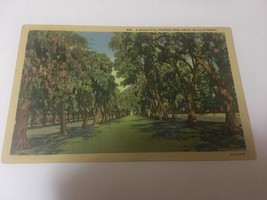 Vintage Postcard Linen Posted 1944 Pepper Tree Drive In California CA - £0.75 GBP