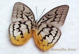 Delicate Ridge Melanocyma Faunula Real Butterfly Framed Entomology Shado... - £39.95 GBP