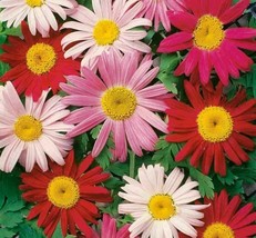 US Seller Painted Daisy Flower Seeds 200+ Perennial Bees Butterfly Garden - £6.59 GBP