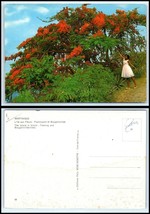 MARTINIQUE Postcard - Flaming &amp; Bougainvillee Trees BE - £2.28 GBP