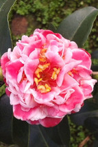 Tama Bambino Bloom Camellia Japonica Live Starter Plant USA Seller - $43.18