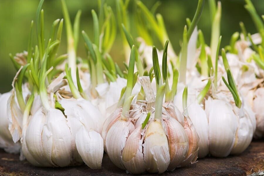 Primary image for  Garlic Allium sativum Seeds For Plant Heirloom 3 Bulbs
