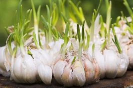  Garlic Allium sativum Seeds For Plant Heirloom 3 Bulbs - £20.69 GBP