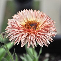 Fresh New 20 Zeolights Calendula Officinalis Marigold Flower Seeds Zeolight Cora - $14.90