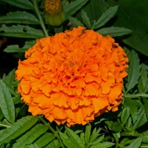 100 Seeds African Marigold Hawaii Open Pollinated Non-GMO - £6.31 GBP