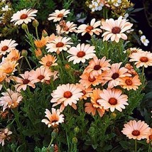 GIB African Daisy Salmon 50 Seeds - £7.15 GBP