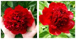 1 Peony Red Charm Bareroot/Division - Gardening - £51.05 GBP