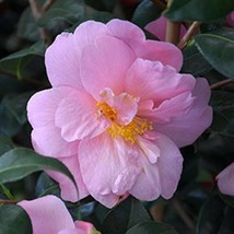 Camellia Sasanqua Autumn Pink Icicle Fall Blooming Camellia 1 Gallon Pot... - £74.92 GBP