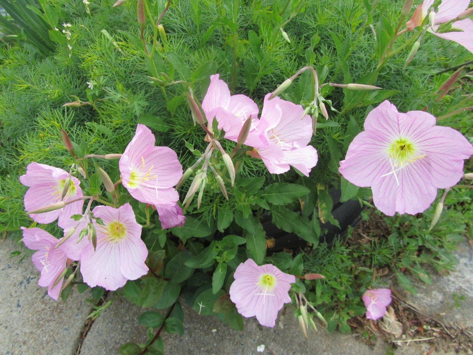 Item image 1 image 1