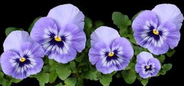 50 Johnny Jump Up Purple Seeds Lavender Pansy Garden Plants - £10.83 GBP