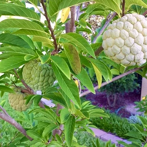 Fruit Tree: Sugar Apple (Annona squamosa) 10 to 20 Inches Live Plant - £53.71 GBP
