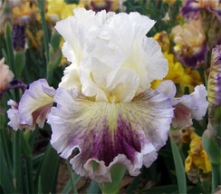  Purple/White Iris Seeds, Heirloom Iris, 25 Seeds - £4.78 GBP