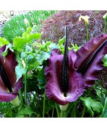Voodoo Lily Dracunculus 5 seeds enormous blooms eats flies showy foliage... - $27.64