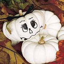Baby Boo Pumpkins Seeds 25 Seed Packet More Heirloom Organic Non Gmo V Fresh - £8.50 GBP