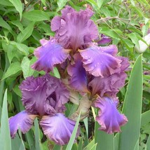 Iris Bearded Cantina Germanica Iris Size #1 Rhizome - $9.90