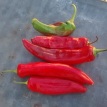 Anaheim Hot Pepper Popular Hot Pepper Used In Salsas Gardening Fresh USA SHIPPIN - £7.96 GBP