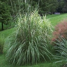 HS Plume Grass (Erianthus ravennae) 10 seeds   - £4.53 GBP