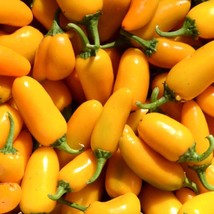 Pumpkin Spice Jalapeno Pepper Seeds Hot Organic Garden Fast Shipping - $6.98