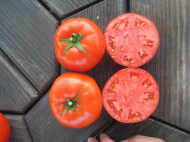 SL 50 Seeds Mountain Merit Tomato Tomatoe Vegetable Garden Edible Canning - $3.44