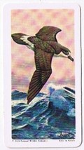 Brooke Bond Red Rose Tea Card #7 Bermuda Petrel American Wildlife In Danger - £0.78 GBP