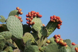 Opuntia Ficus Indica Seeds +Opuntia Littoralis Coastal Prickly Pear Coast Cactus - £5.05 GBP+