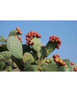 OPUNTIA FICUS INDICA seeds +OPUNTIA LITTORALIS coastal prickly pear coas... - £4.97 GBP+