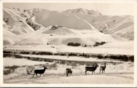 RPPC Beautiful Deer Snow Scene Foot of the Mountain Postcard V10 - $12.95