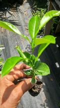 live plant fruit Naranjo Navelina, Sinensis Orange tree  - £51.83 GBP