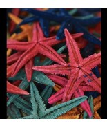 100 Colorful Natural Starfish Mini Crafts Wedding Decorations Micro Land... - $561.09 MXN