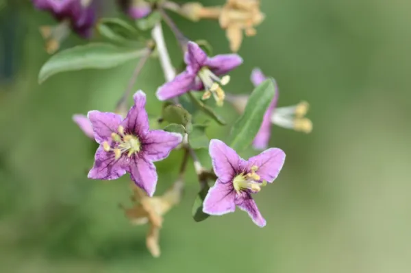 Gojiberry Lycium Barbarum Goji Berry Multiple Quantities Fresh Seeds - $13.99